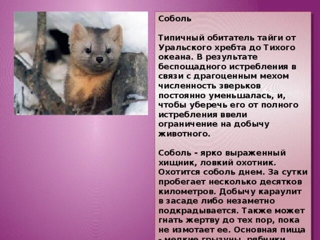 В настоящее время соболь встречается. Баргузинский соболь красная книга. краткая информация о соболе. соболь доклад.