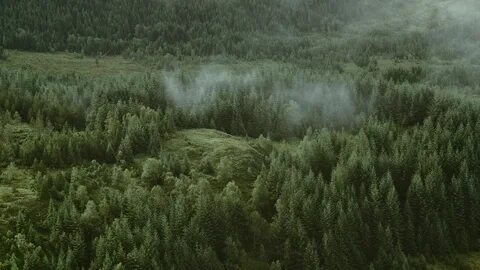 Шум хвойного леса