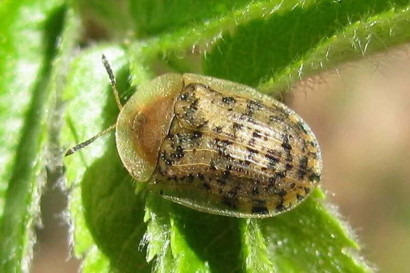 Щитоноска. Щитоноска свекловичная - cassida nebulosa. Зеленая щитоноска мята. Личинка листоеда-щитоноски. Свекловичная щитоноска (щитовка).