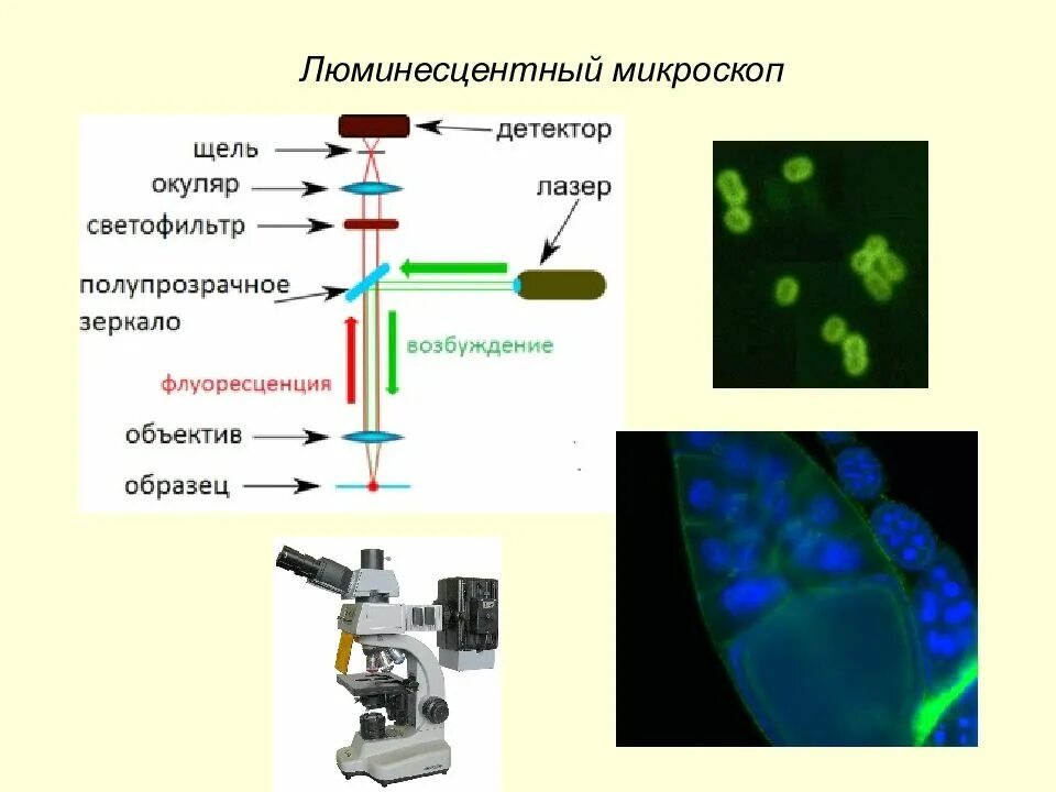 Цели микроскопии. Цели микроскопии