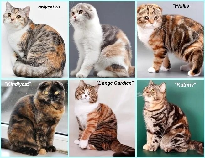 Какого цвета шерсть у кота