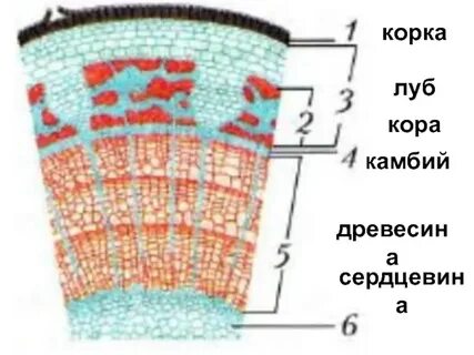 Срез побега липы
