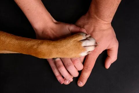Dog hand