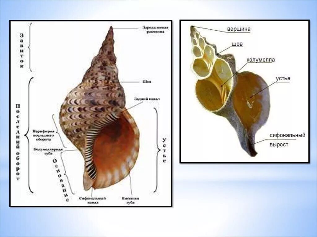 Строение раковины брюхоногих моллюсков. Строение раковины брюхоногих. Внешнее строение раковины брюхоногих. Схема раковины брюхоногого моллюска. Раковины класс брюхоногие