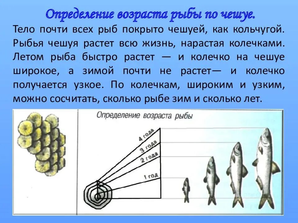 Как определить Возраст рыбы. Как определить Возраст рыбы по чешуе. Как узнать Возраст рыбы. Как по чешуе можно определить Возраст рыбы. Чешуя число