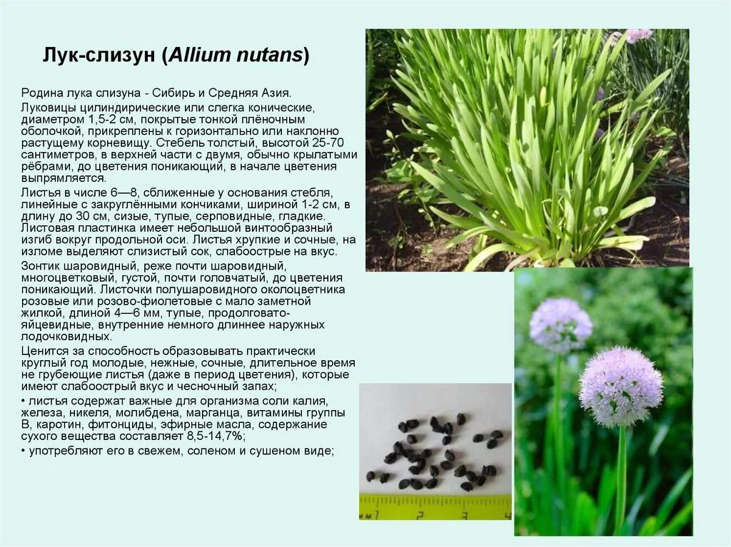 Лук можно употреблять в пищу. Лук-слизун (Allium Nutans). Лук-слизун луковые. Батун слизун. Растение лук слизун.