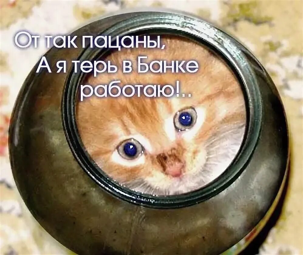 Pin by Janae Thorstensen on Kittens Cute animals, Cats, Kittens