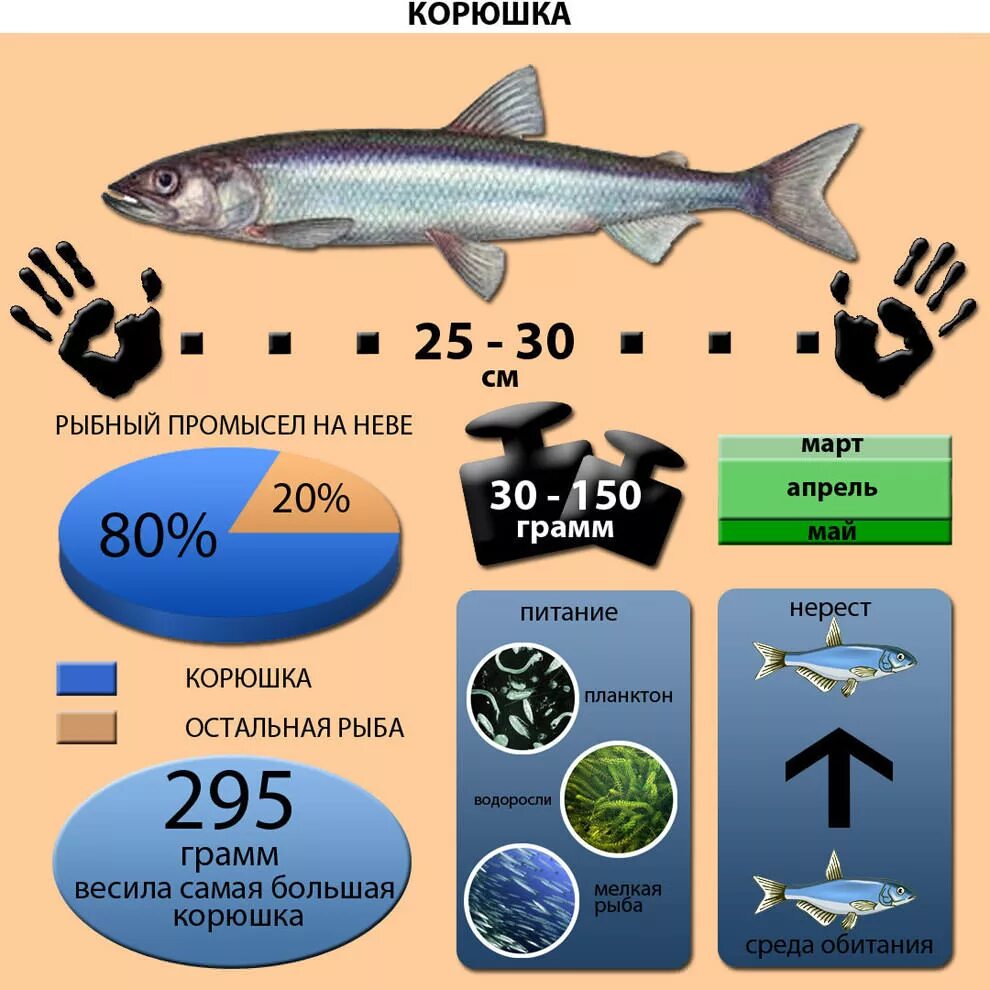 Корюшка вес 1 рыбки. Рыба инфографика. Корюшка размер рыбы. Разновидности корюшки.