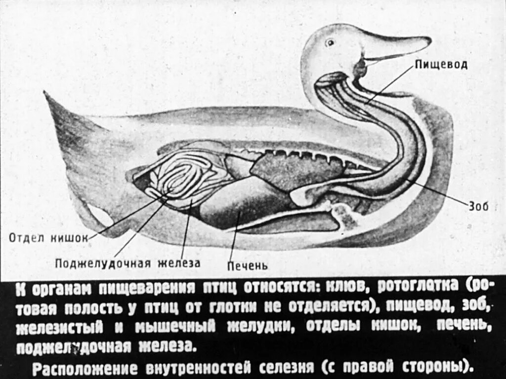 Пищевод зоб. Пищеварительная система утки анатомия. Внутреннее строение гуся анатомия. Пищеварительная система утки схема. Утка строение пищеварительной системы.