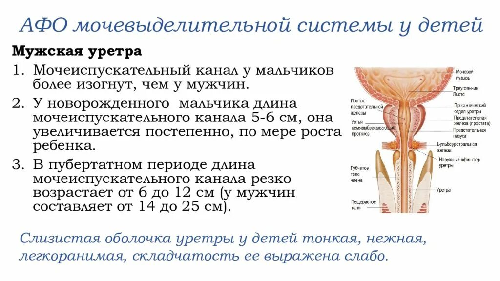 Особенности строения мочеиспускательного канала. Афо мочевой системы. Мочеиспускательный канал у новорожденных. Афо мочевыделительной системы у детей. Наружный сфинктер мочеиспускательного канала.