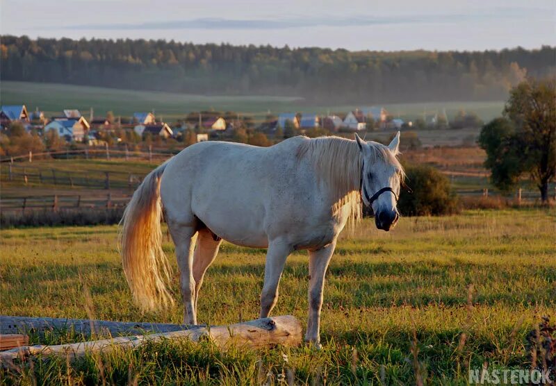 Село лошадка