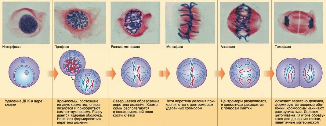Стадии профазы клетки. Стадии деления клетки митоз. фазы деления клетки митоз рисунок. этапы деления клетки митоз. деление ядра и клетки митоз.