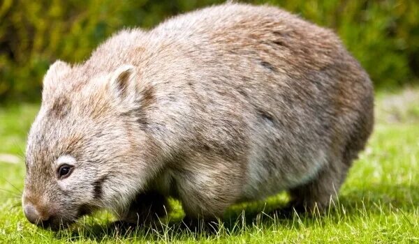 RT @RichardAOB: Apparently wombats in fire effected areas are not only allowing