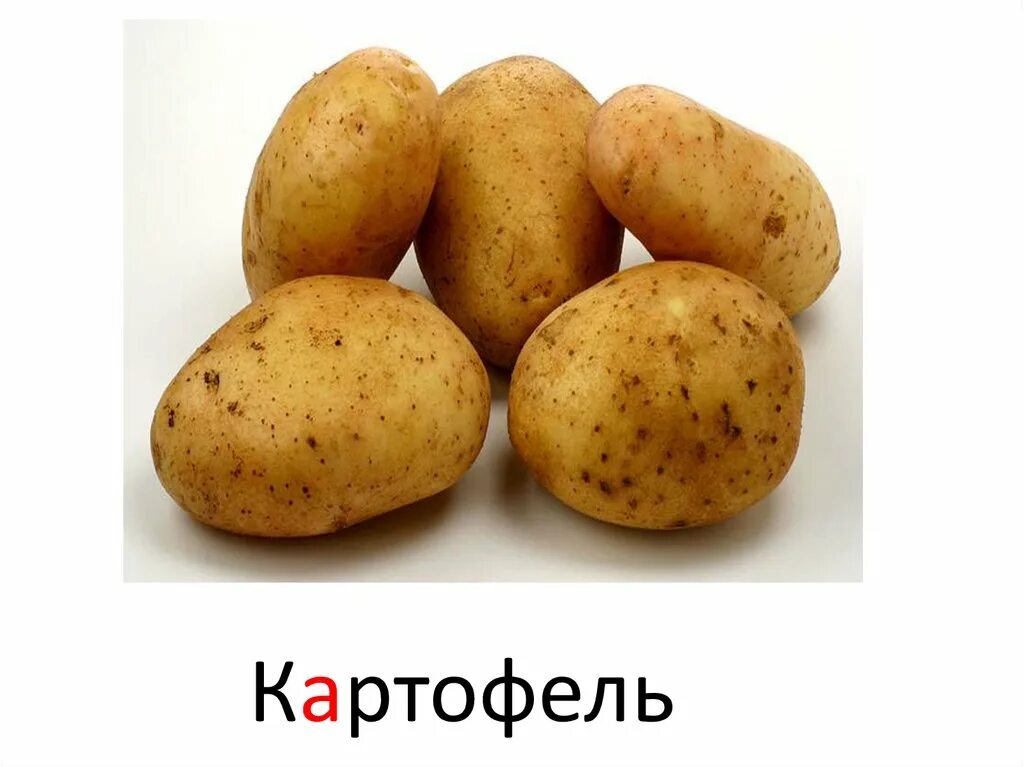 Вектор картофель характеристика