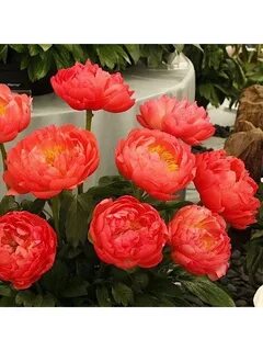 Сорта коралловых пионов