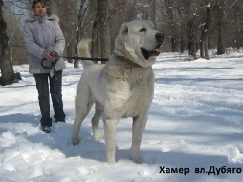 Найди алабаев