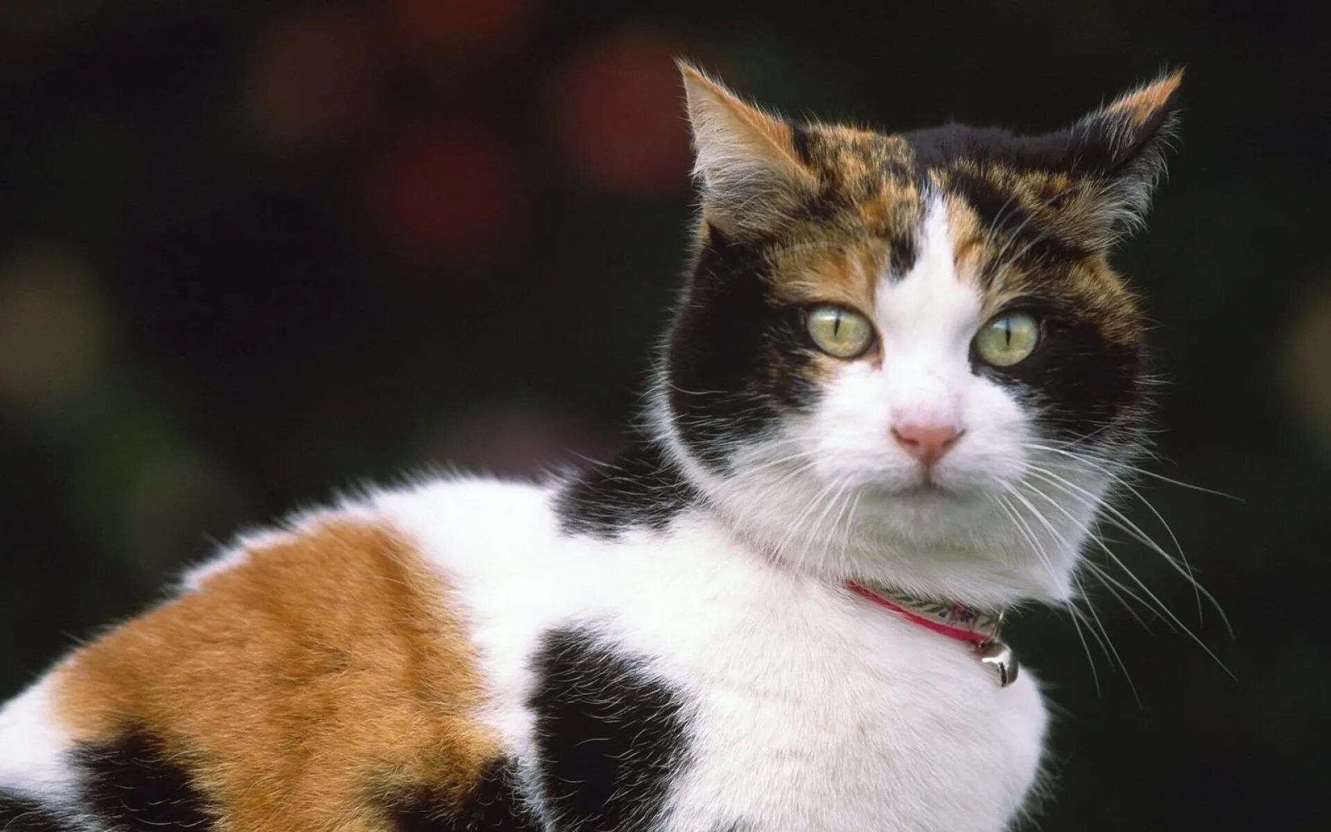 Сибирская кошка трехцветная короткошерстная. Европейская короткошерстная кошка трехцветная. Американская короткошерстная кошка трехцветная. Порода Калико. Трехцветная кошечка
