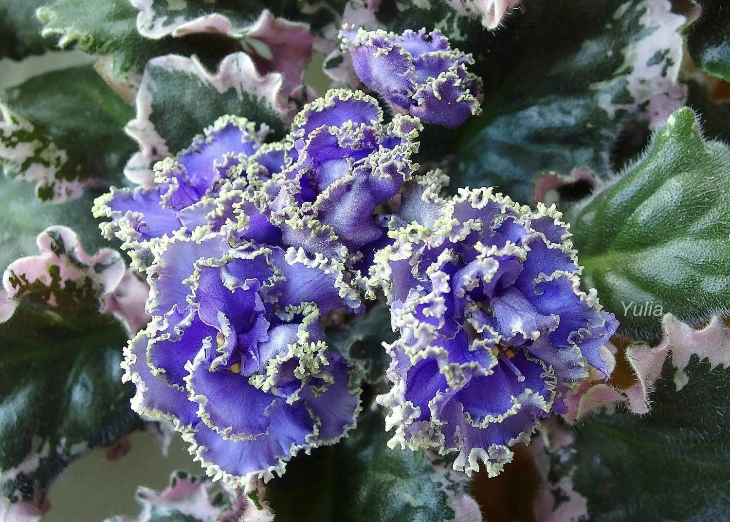 Фото фиалки дв. Фиалка блю мираж. Сорт фиалки тортуга. Фото фиалки дв. Фото фиалки дв.