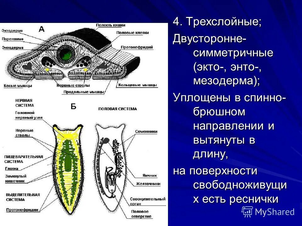 Тип плоских червей состоит из одной клетки. Особенности внешнего и внутреннего строения плоских червей. Тип плоские черви нс. Тип плоские черви 7 класс покровы тела. Биология 7 класс полость тела у плоских червей.
