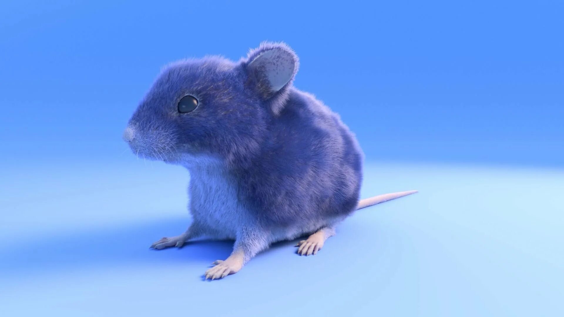 Крысята Дамбо голубая норка. Декоративная крыса Дамбо. Сиамские крысята Дамбо. Крыса Дамбо голубая.