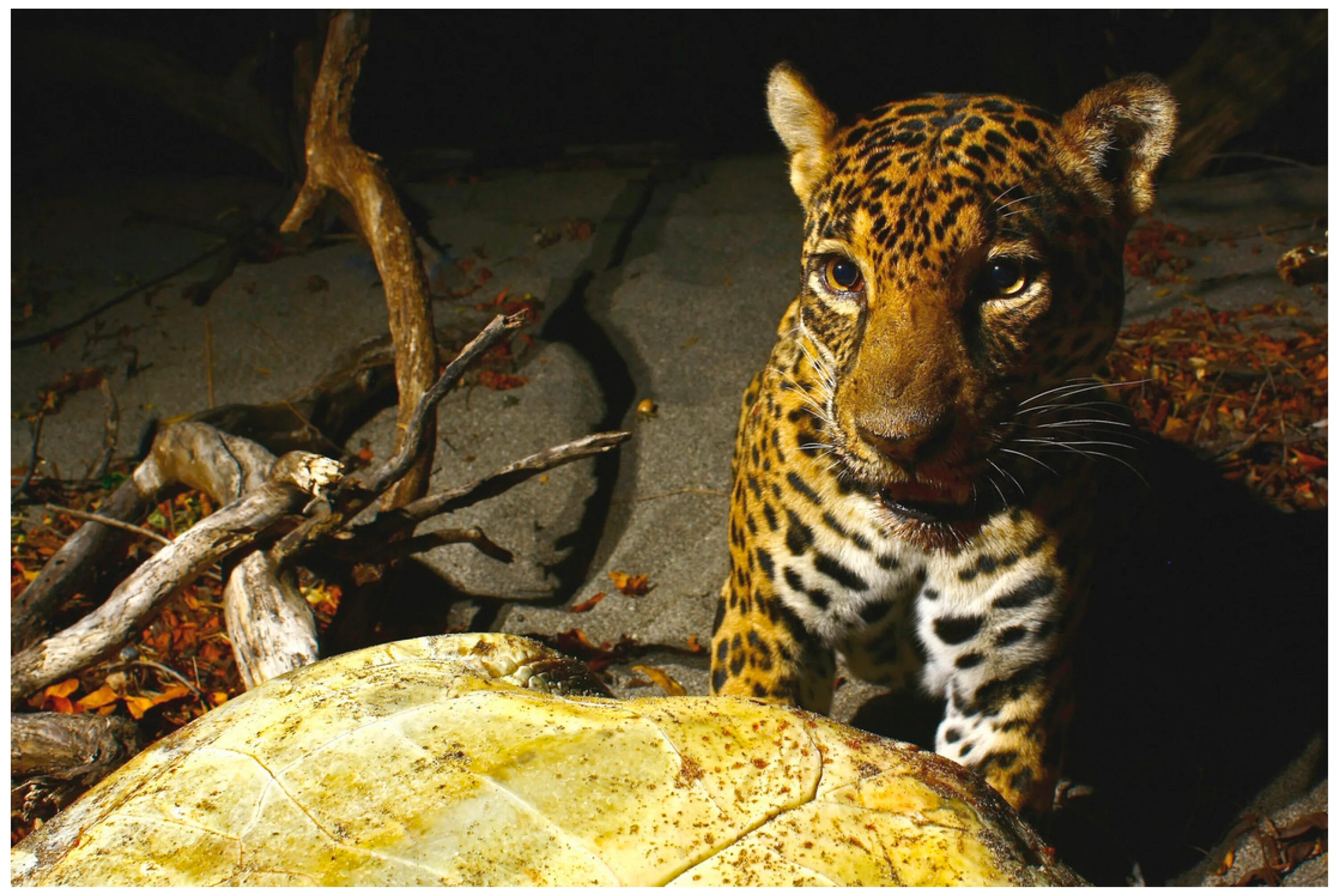 21 animal. Ягуар и черепаха. Питание ягуара черепахой. Jaguar with Turtle. MV African Jaguar.