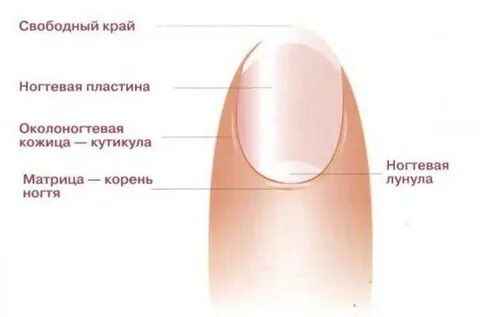Ногтевое ложе где