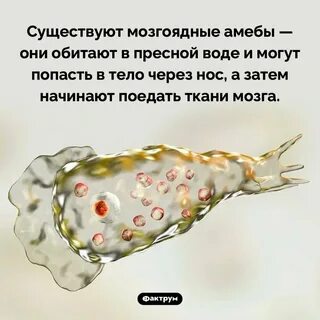 Амеба которая съест мозг