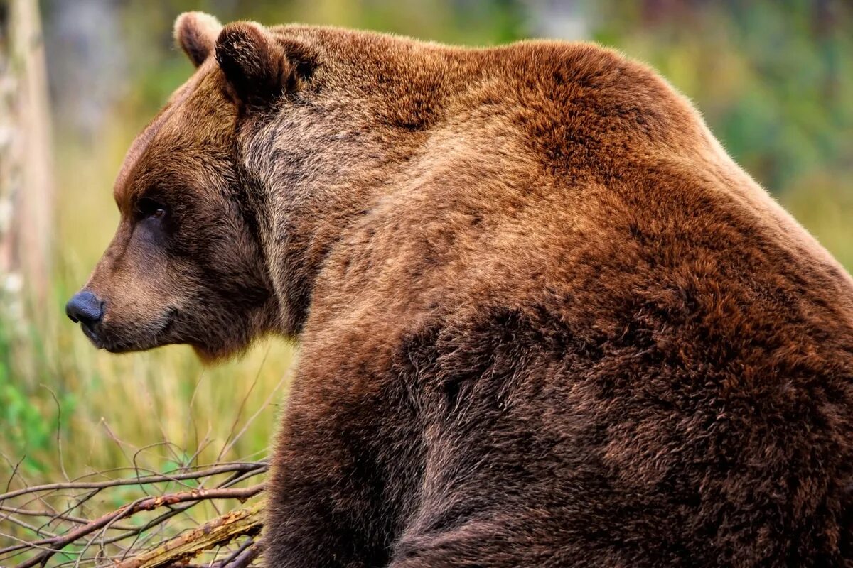 Colorado Bear Изображения: просматривайте стоковые фотографии, векторные изображ