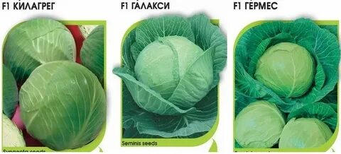 Сорта капусты голландской селекции