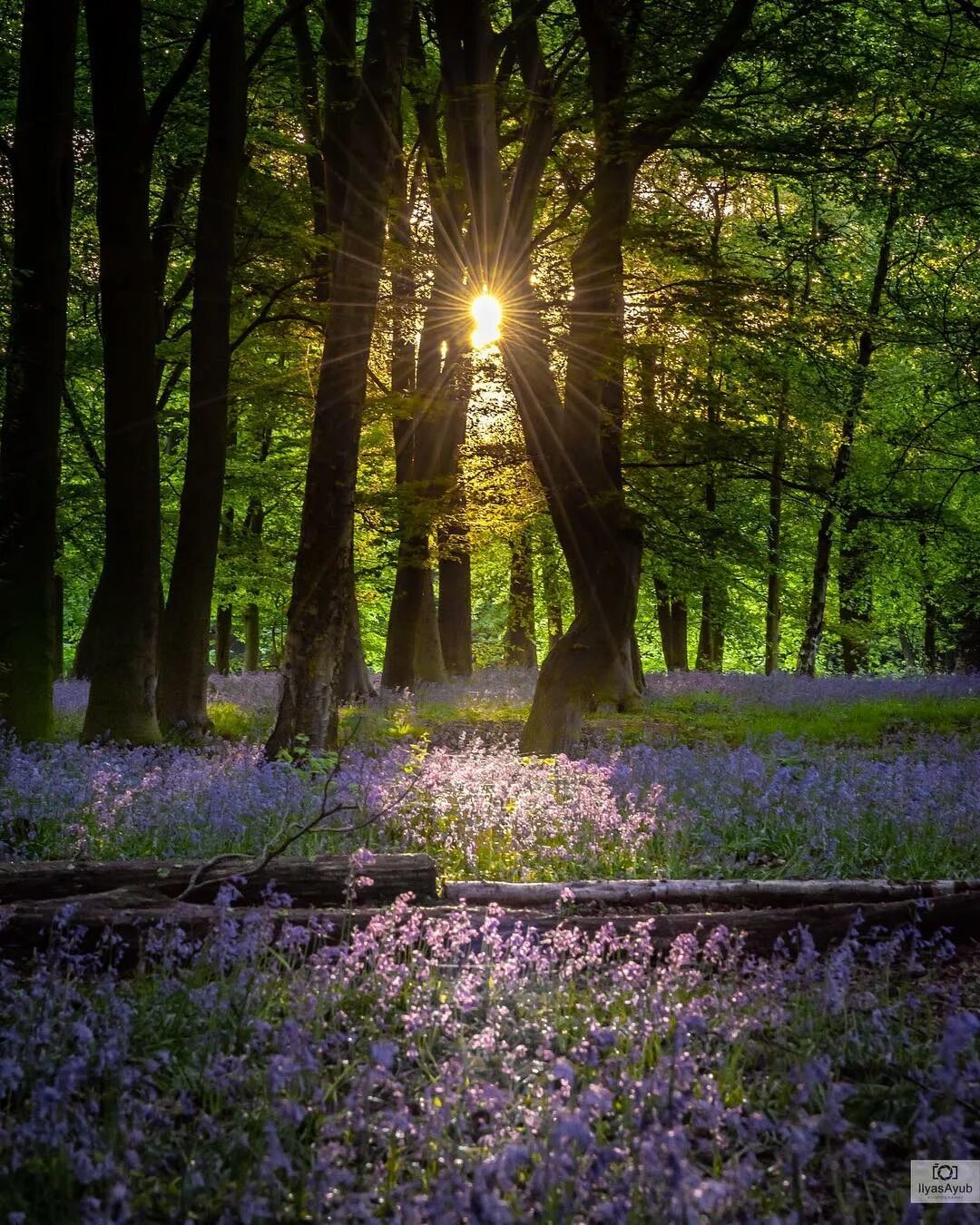Солнце сквозь цветы. Цветочная Поляна в лесу фото. Картинка рассвет пробивается сквозь деревья. Фото лес пробиваются лучи солнца.