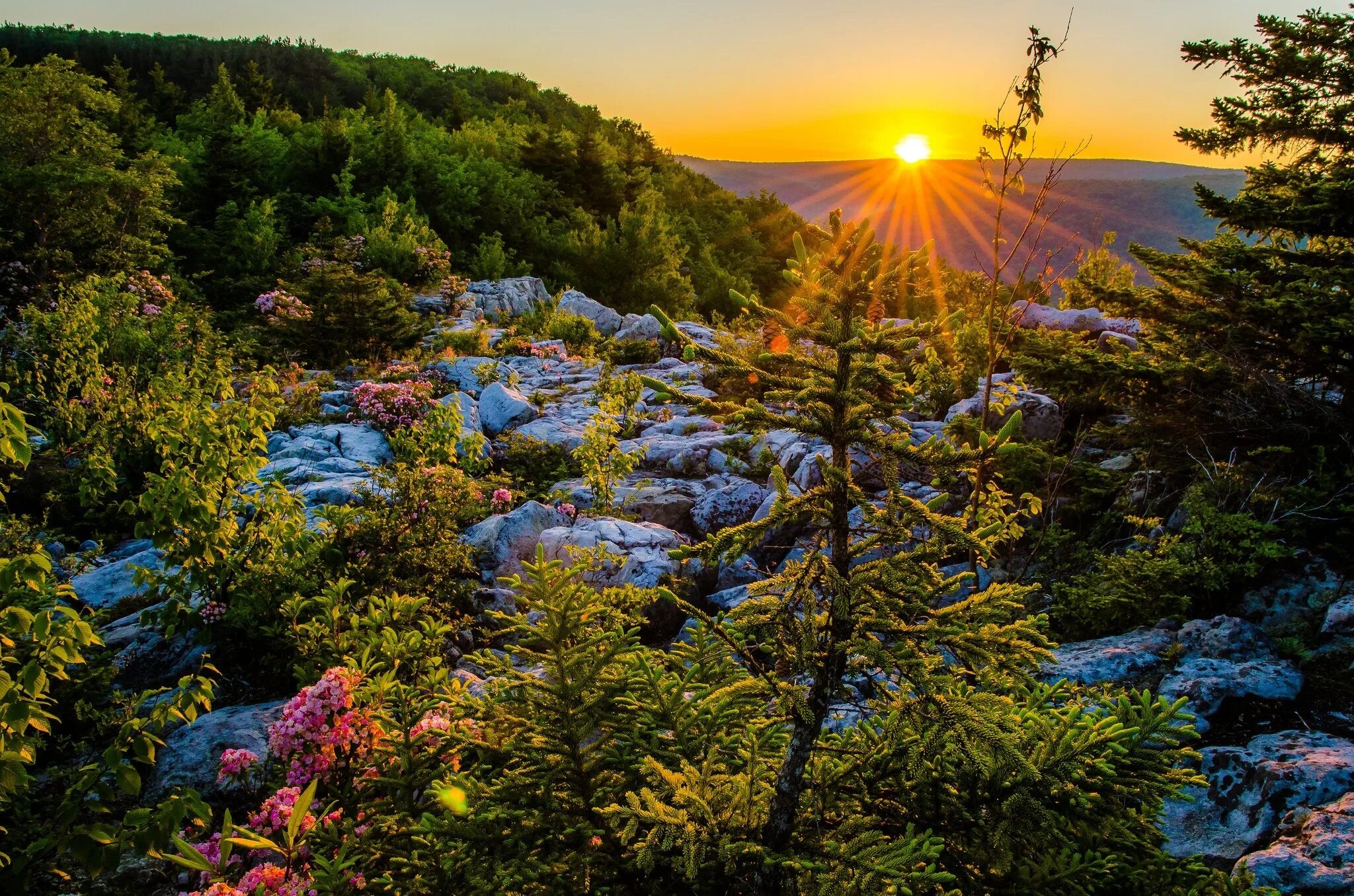 Nature is wild. Аллеганские горы. Мононгахила, Западная Вирджиния,. Национальный лес Аллегейни. Природа.