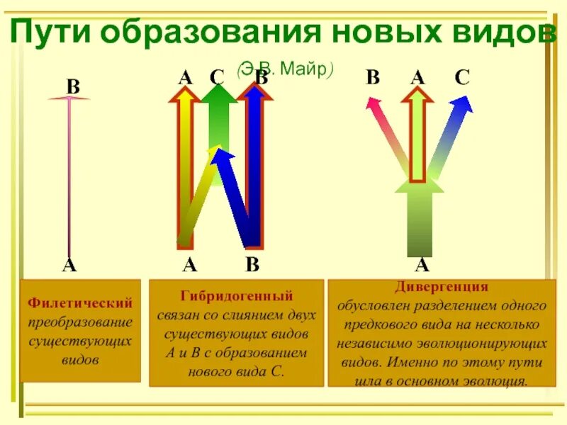 Пути образования есть что. Пути видообразования майр. пути образования новых видов. пути образования новых видов биология. примеры образования новых видов.
