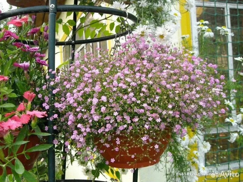 100seeds beautiful starry sky, gypsophila, bonsai, decorative plant - Other Seed