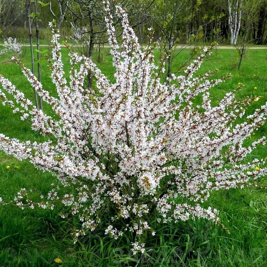 Вишня бессея описание сорта опылители. Войлочная вишня куст. Вишня бессея. Вишня войлочная карликовая. Саженцы вишни бессея.