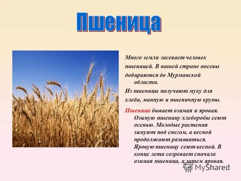 Сообщение о пшенице. Пшеница доклад 3 класс. Культурные растения пшеница. Проект про пшеницу. Пшеничный что значит