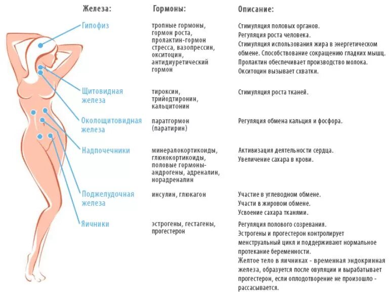 Организм полностью восстанавливается. Как работают гормоны у женщин. Анализы на гормоны женские. Список гормонов для женщин. Органы вырабатывающие гормоны у женщины.