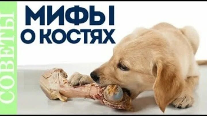 Почему собакам нельзя кости. Какие кости нельзя давать собакам. Какие кости можно давать собаке.