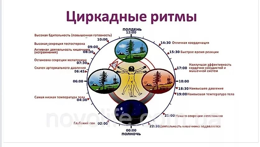 Биоритм значение. Биоритмы циркадные ритмы. гормоны и суточные биоритмы. циркадные циклы сна. схема циркадного ритма человека биологические часы.