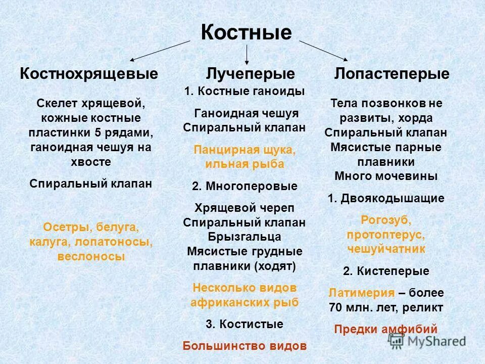 Чем отличаются классы рыб. Общая характеристика рыб биология. Отличительные особенности костных рыб. Класс хрящевые и костные рыбы таблица. Костные рыбы лучеперые и лопастеперые.