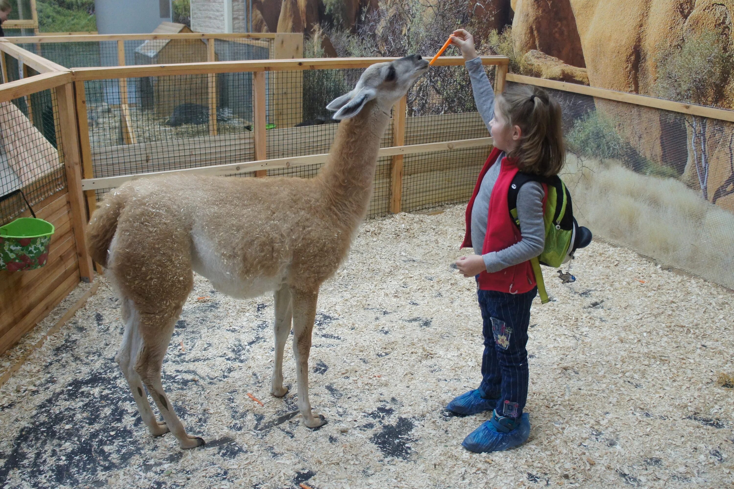 Барселонский зоопарк достопримечательности. Контактный зоопарк в паттайе. Частный зоопарк. Зоопарк сан-диего. Зоопарк ряжск.