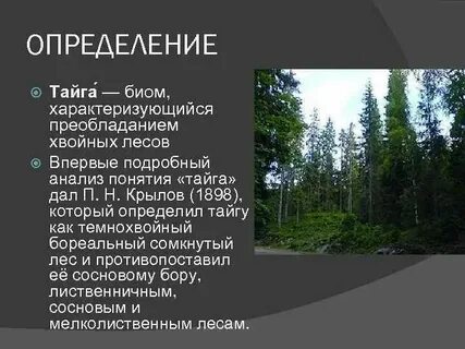 Текст про тайгу