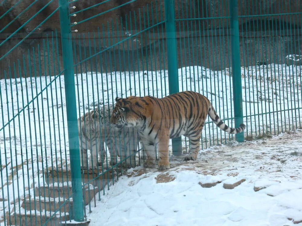 Сколько зоопарков в ижевске. Ижевский зоопарк Ижевск животные. Ижевск зоопарк Кирова 8. Ижевский зоопарк площадь. Моржи зоопарк Удмуртии.