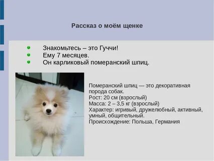 Минусы собаки шпица