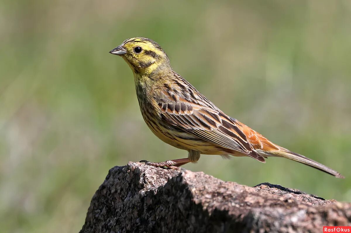 овсянка обыкновенная птица. птицы едят овсянку. огородная овсянка. птицы едят овсянку. желтоголовая овсянка.