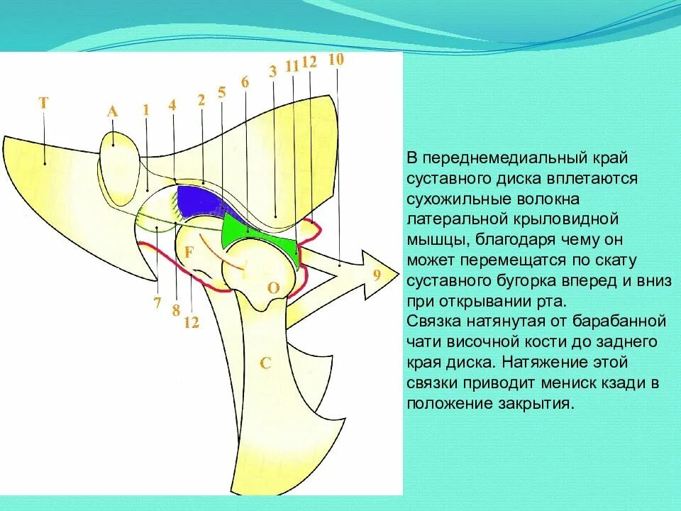 Скат бугорка. Суставной бугорок внчс. суставной скат внчс. суставной диск височно-нижнечелюстного сустава.