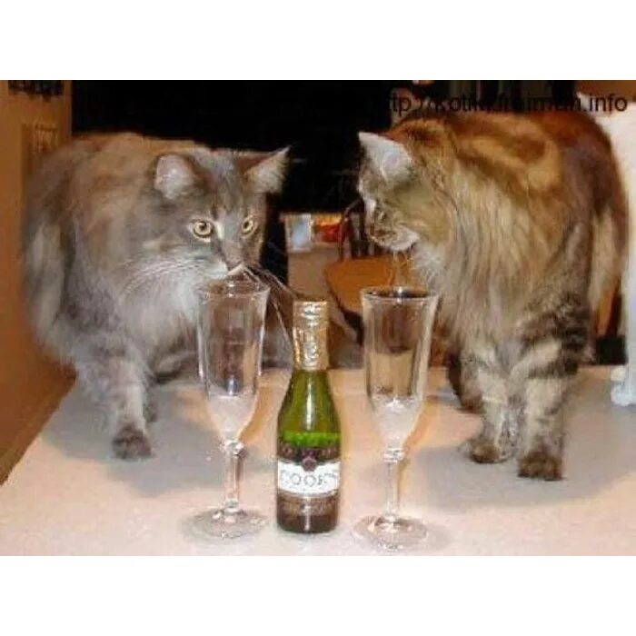 Выпей с горя где же кружка. Кот и шампанское. Напиться с горя. Выпьем с горя. Выпьем за котов.