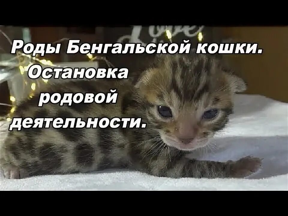 Как понять что кошка родит. Кошки (род) кошки (род). Бенгальская кошка рожает. Родовая деятельность кошки. Родовая деятельность кошки.