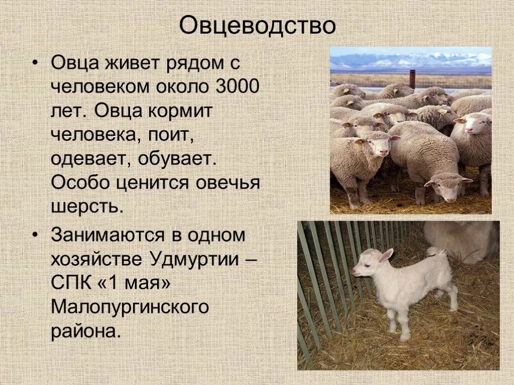 Овцеводство презентация. Овцеводство доклад. Сообщение о овце. Овцеводство 3 класс.