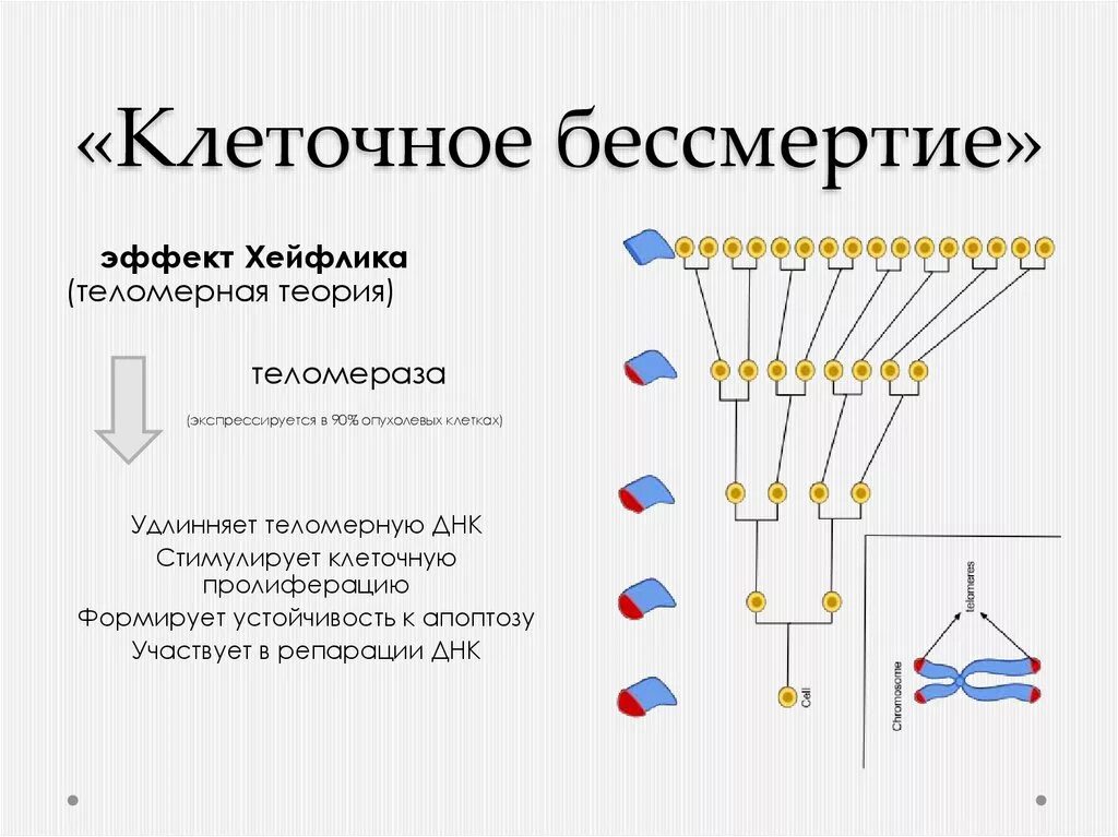 Предел деления клеток хейфлика. Ядрышко. Предел деления клеток. Теория клеточного старения л хейфлика. Теломеры предел хейфлика.