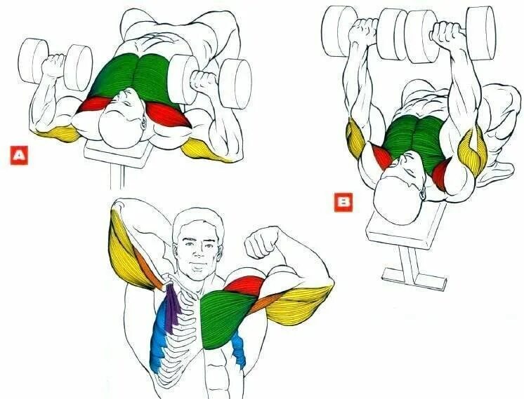 Накачать грудные гантелями. Как качать грудные мышцы гантелей. Упражнение с гантелями для накачки грудных мышц. Упражнения для развития грудных мышц с гантелями. Как прокачать верх грудных мышц гантелями.